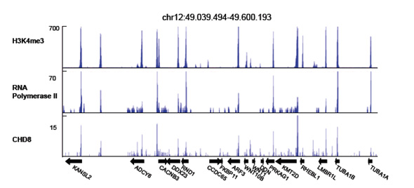 Figura 1. CHD8 se une a promotores activos. Distribución de CHD8, RNA polimerasa II y la modificación epigenética H3K4me3 en una región del cromosoma 12. Datos obtenidos mediante ChIP-seq