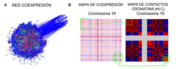 Figura 2. A. Red de coexpresión génica de tejido de mama. B. Matriz de coexpresión de genes cromosoma 19 (izquierda) y matrix de correlación de contactos cromatínicos obtenida mediante Hi-C (derecha) (PMID:19815776).