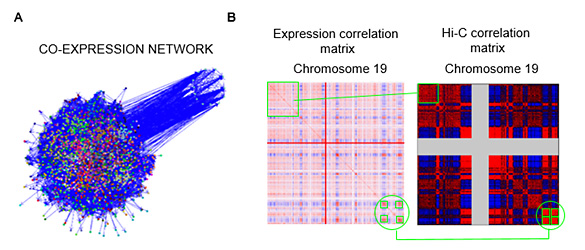Figure 2. A. Co-expression network of breast tissue. B. Co-expression matrix of chromosome 19 (left) y correlation matrix from Hi-C chromatin contact data obtained through Hi-C (right) (PMID:19815776).