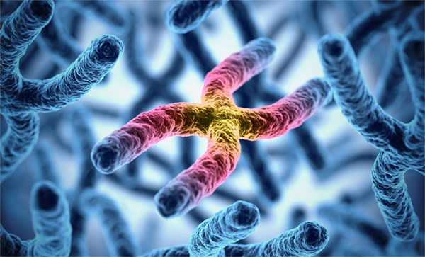 Expertos Andaluces descubren nuevos mecanismos que contribuyen a la estabilidad del ADN