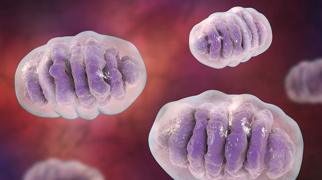 Investigadores de CABIMER ponen de manifiesto la relación entre degradasoma y estabilidad genómica mitocondrial