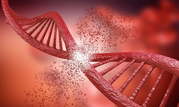 Investigadores de la US y Cabimer identifican un nuevo mecanismo de reparación de roturas del ADN